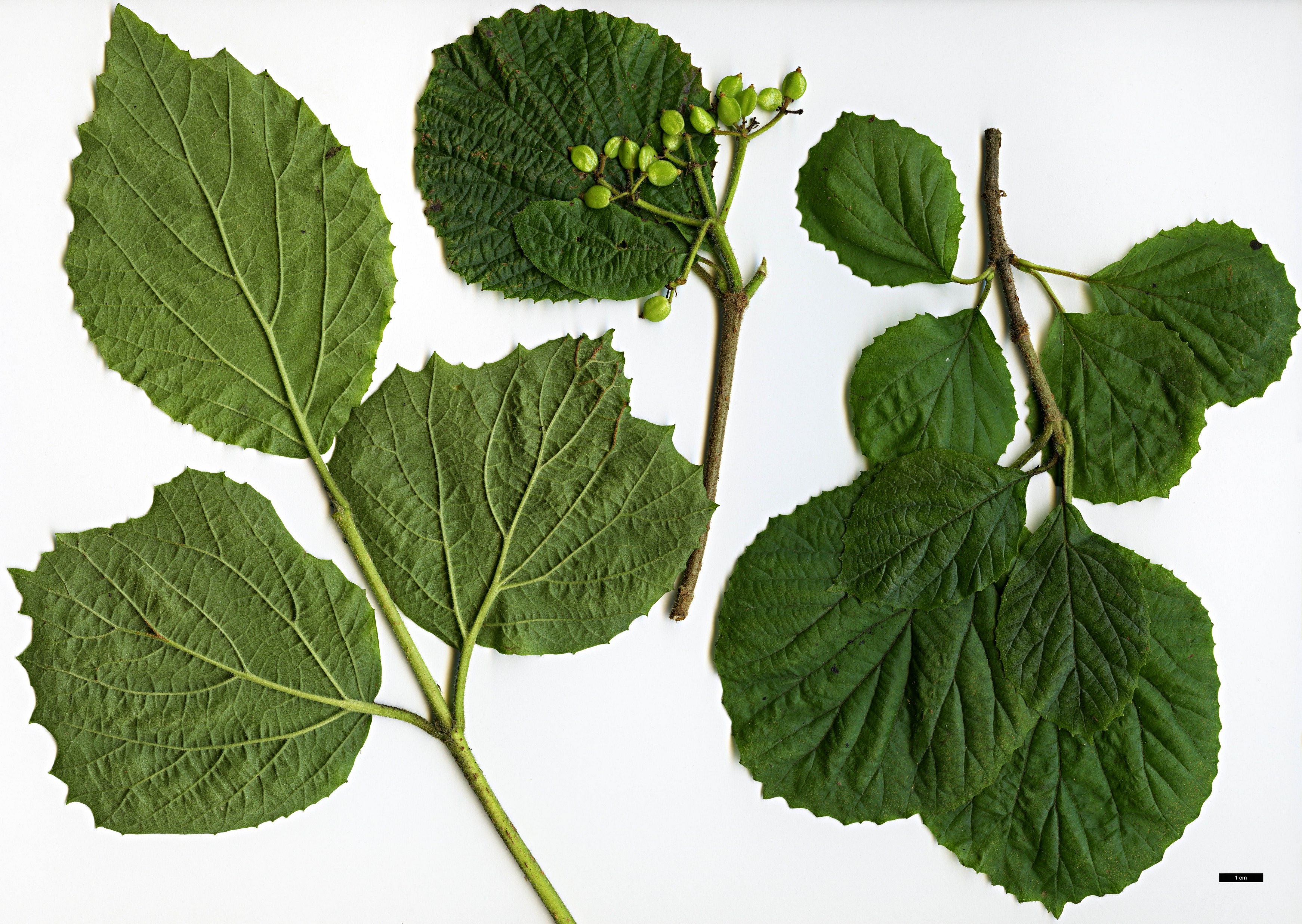 High resolution image: Family: Adoxaceae - Genus: Viburnum - Taxon: dilatatum - SpeciesSub: f. pilosum